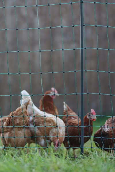 AKO PoultryNet Premium, Höhe: 106 cm, nicht elektrifizierbar