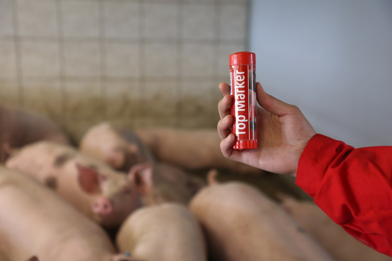 Kerbl Viehzeichenstift TopMarker in Rot wird von einer Hand vor unscharfen Schweinen in einem Stall gehalten.