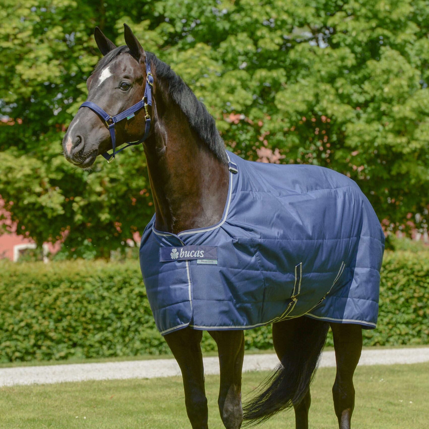 BUCAS Quilt 50 SF