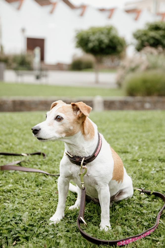 KENTUCKY® DOGWEAR Hundeleine Pearls 250 cm, rosa