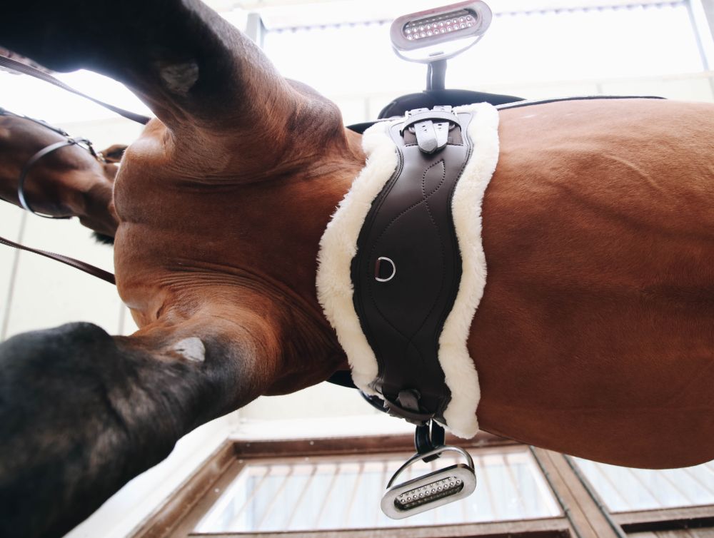 KENTUCKY® HORSEWEAR Lammfell Kurzgurt Anatomic mit 2 Fellen, braun