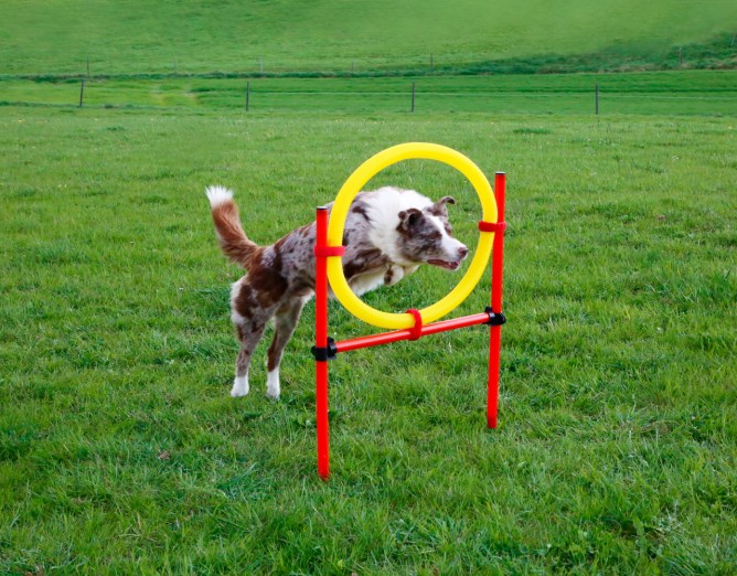 KERBL Agility Komplett-Set 3-teilig, rot/gelb