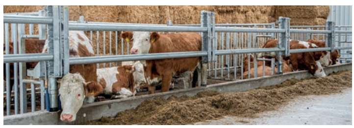 PATURA Halter für Futtertischabtrennung Bullen