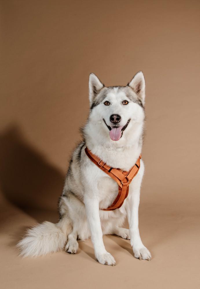 KENTUCKY® DOGWEAR Hundegeschirr Aktiv aus Samt, orange