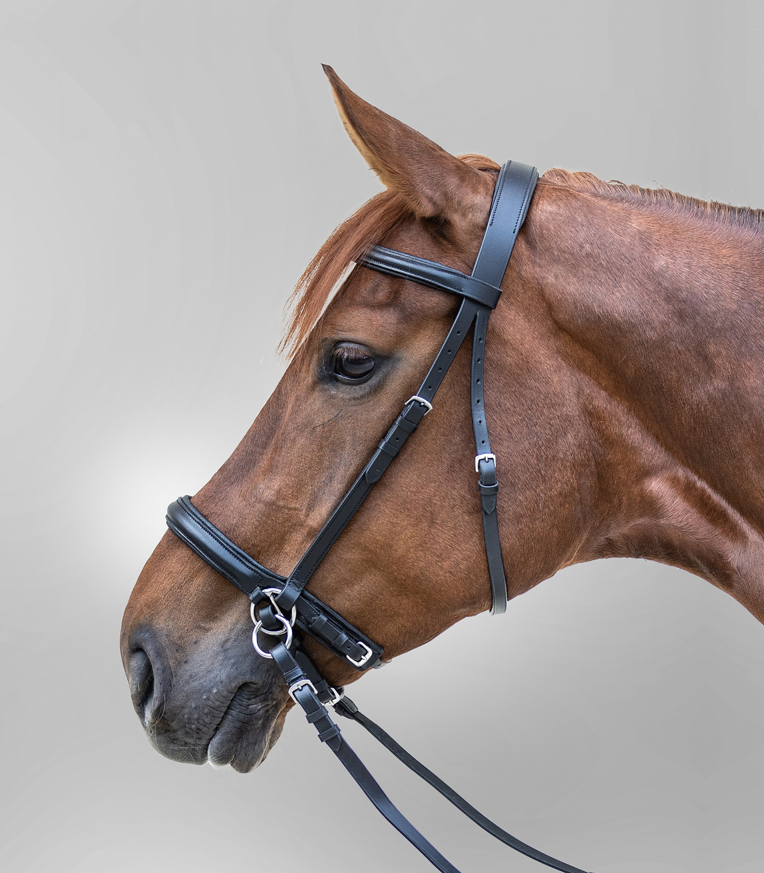 WALDHAUSEN STAR Zaum Gebisslos, schwarz
