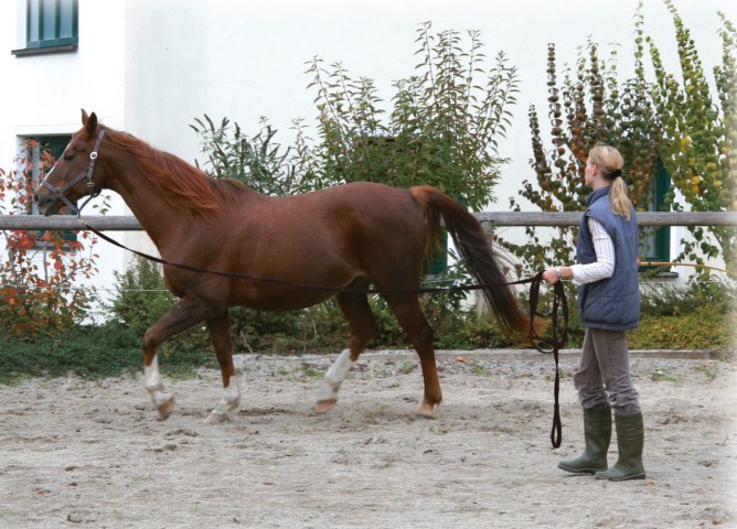KERBL Longierleine dunkelblau 7,5m