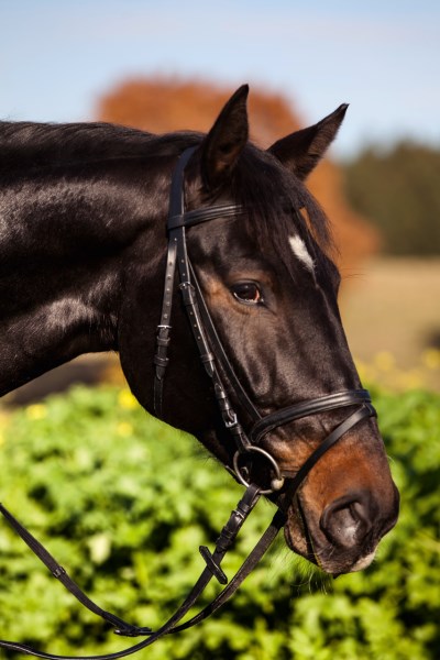 KERBL Trensenzaum Standard Leder, schwarz