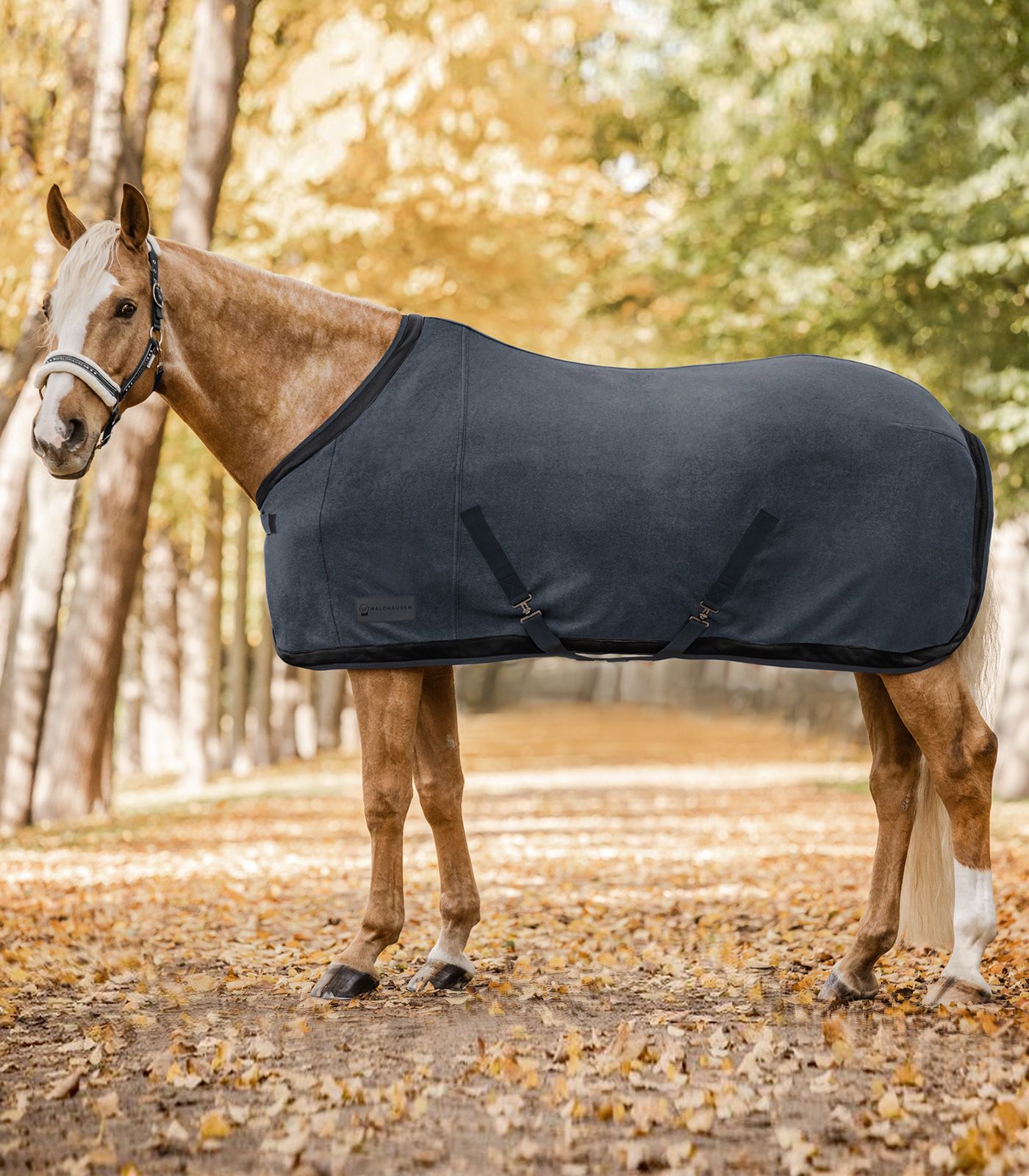 Ein Palomino Pferd trägt die Comfort Fleecedecke Esperia Two in Magnet-Schwarz im Herbstwald.