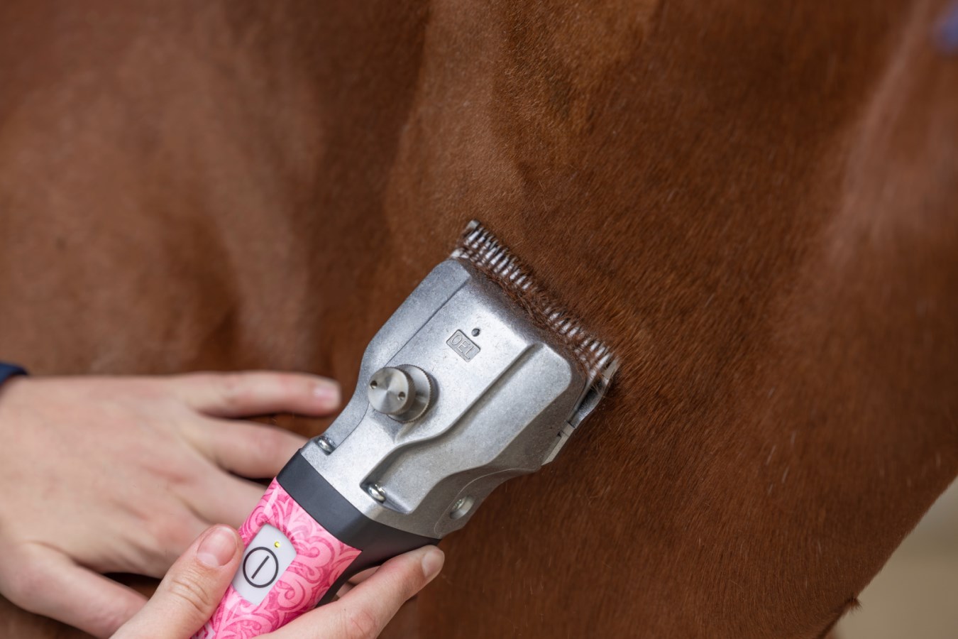 Die AESCULAP Akkuschermaschine Bonum Pro Designedition mit pinkem Griff bei der Feinschur eines braunen Pferdes.