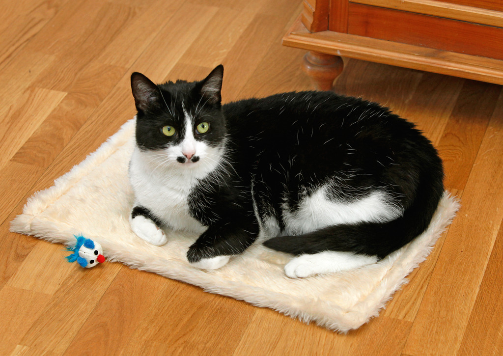 Kratzteppich Feline Star