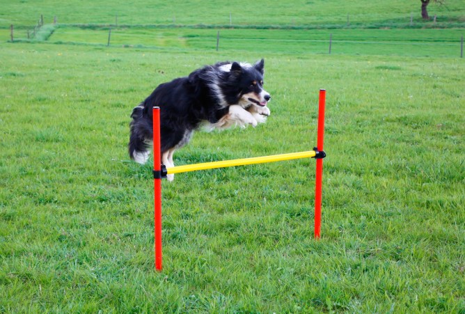 KERBL Agility Komplett-Set 3-teilig, rot/gelb