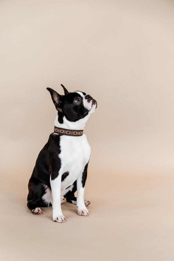 KENTUCKY® DOGWEAR Hundehalsband Pearls, gold