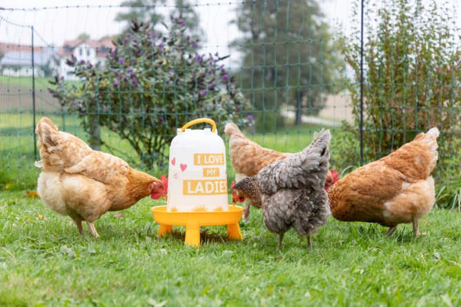 KERBL Kunststoff-Tränke, mit Füßen, orange m. Motiv