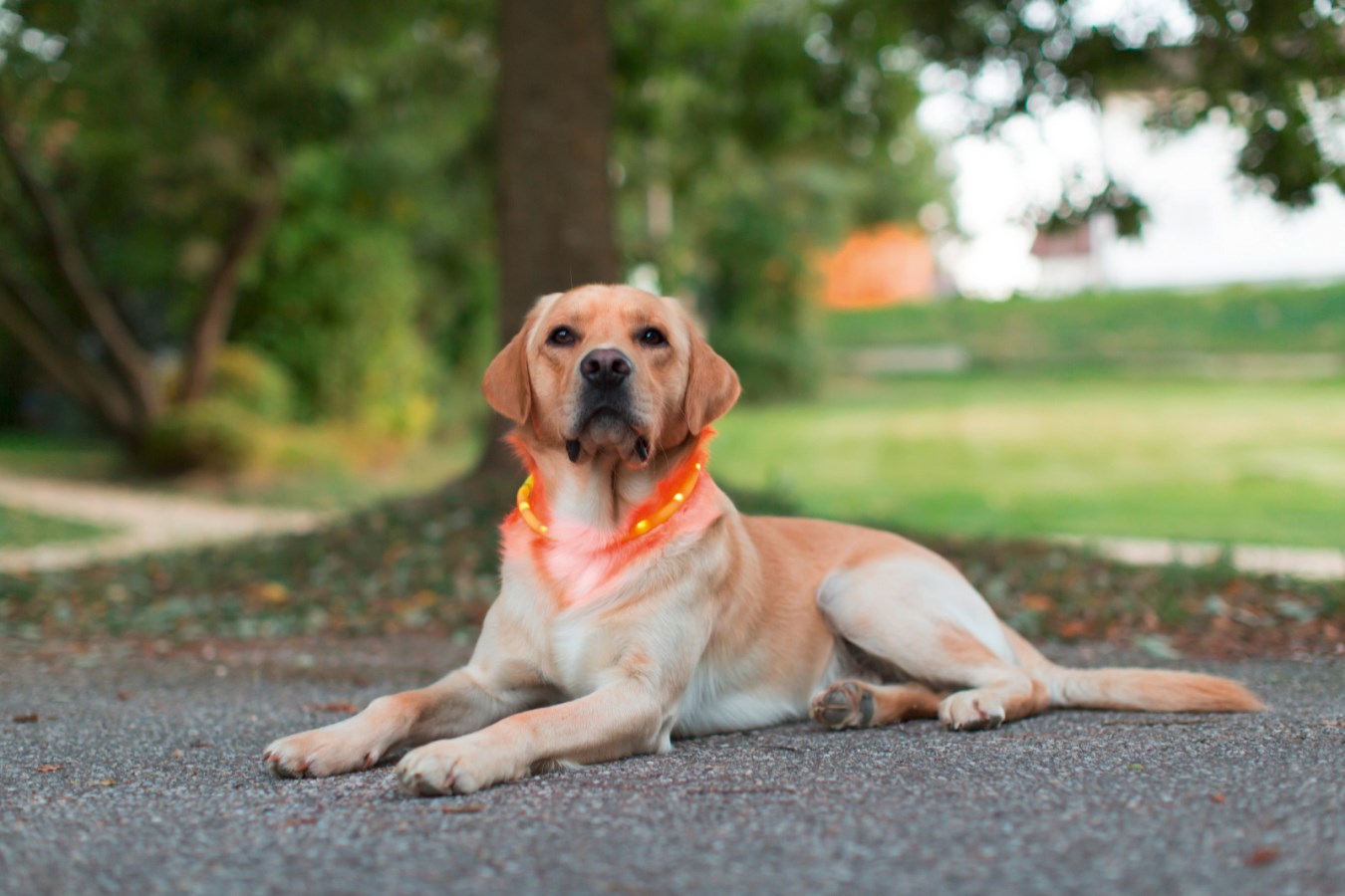 Ein blonder Labrador liegt auf einem Weg und trägt das leuchtend orange LED-Halsband Maxi Safe für gute Sichtbarkeit.