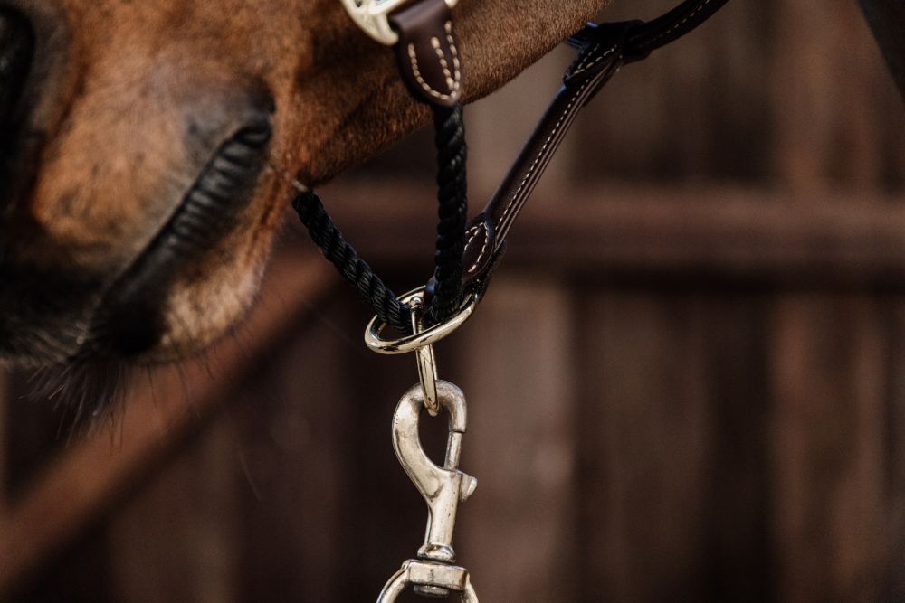 KENTUCKY® HORSEWEAR Lederhalfter Rope