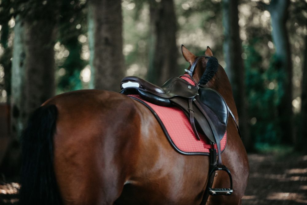 KENTUCKY® HORSEWEAR Schabracke Color Edition Leder Springen, koralle