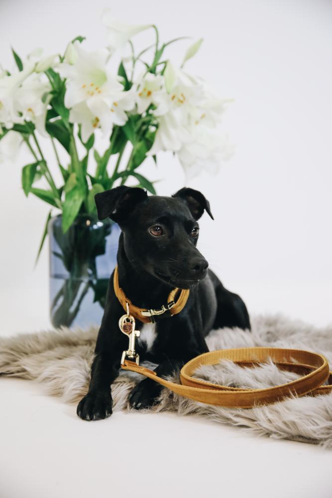 KENTUCKY® DOGWEAR Hundehalsband Samt, senfgelb