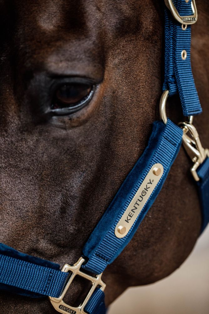 KENTUCKY® HORSEWEAR Velvet Halfter, marine