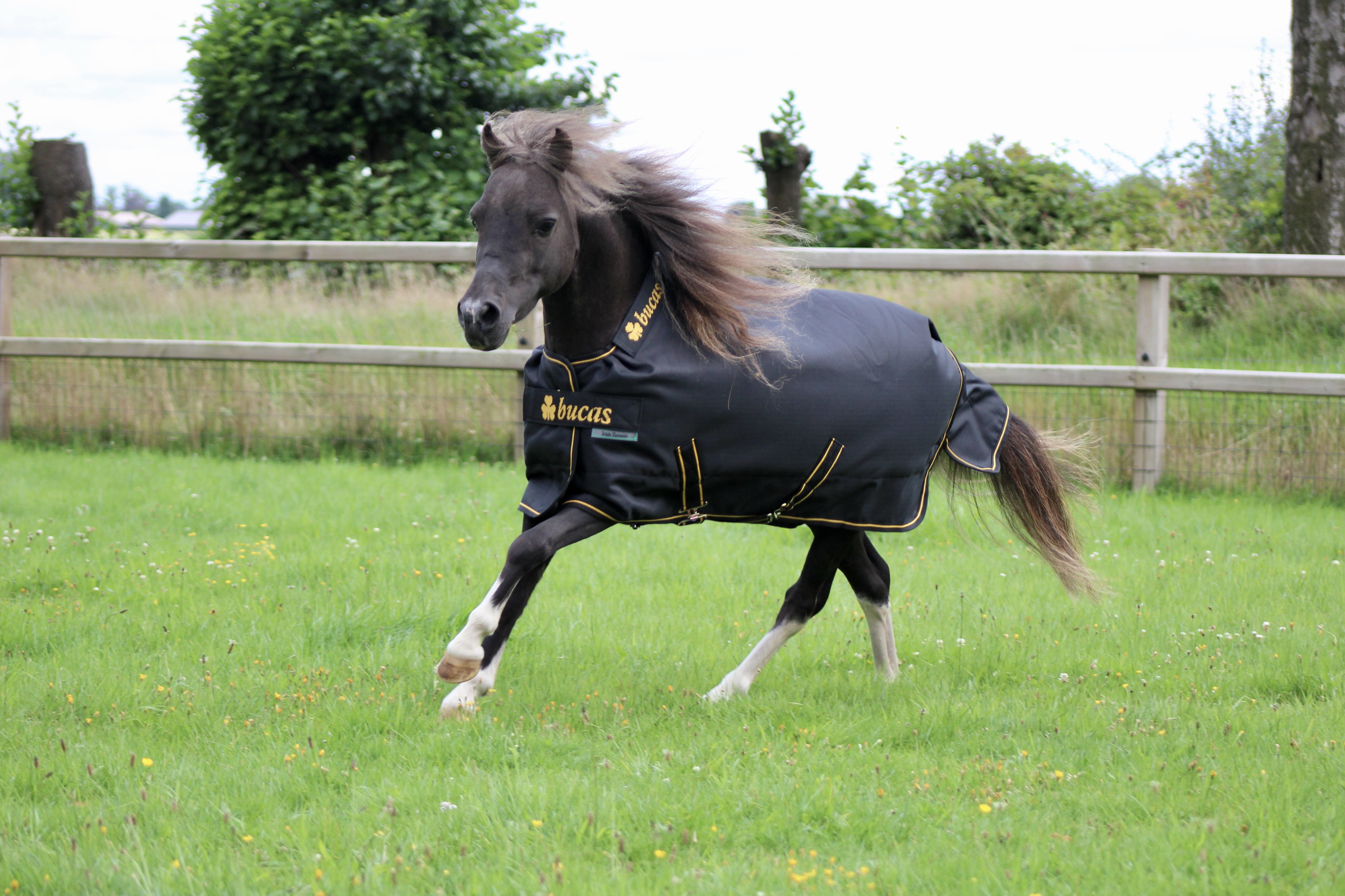 BUCAS Irish Turnout 100 g, schwarz/gold 