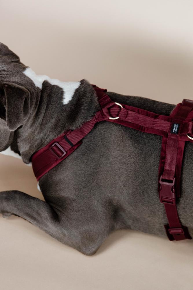KENTUCKY® DOGWEAR Hundegeschirr Aktiv aus Samt, bordeaux