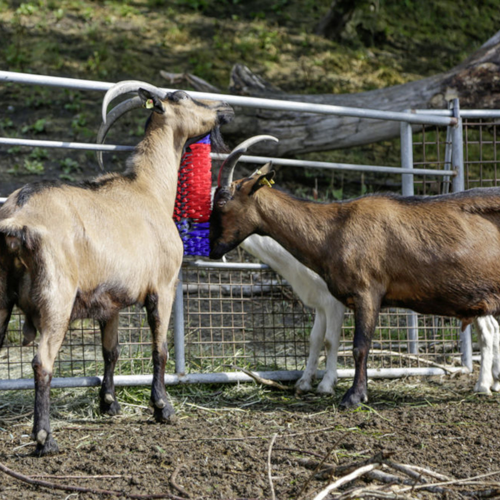 KERBL Kratzbürste - halbrund