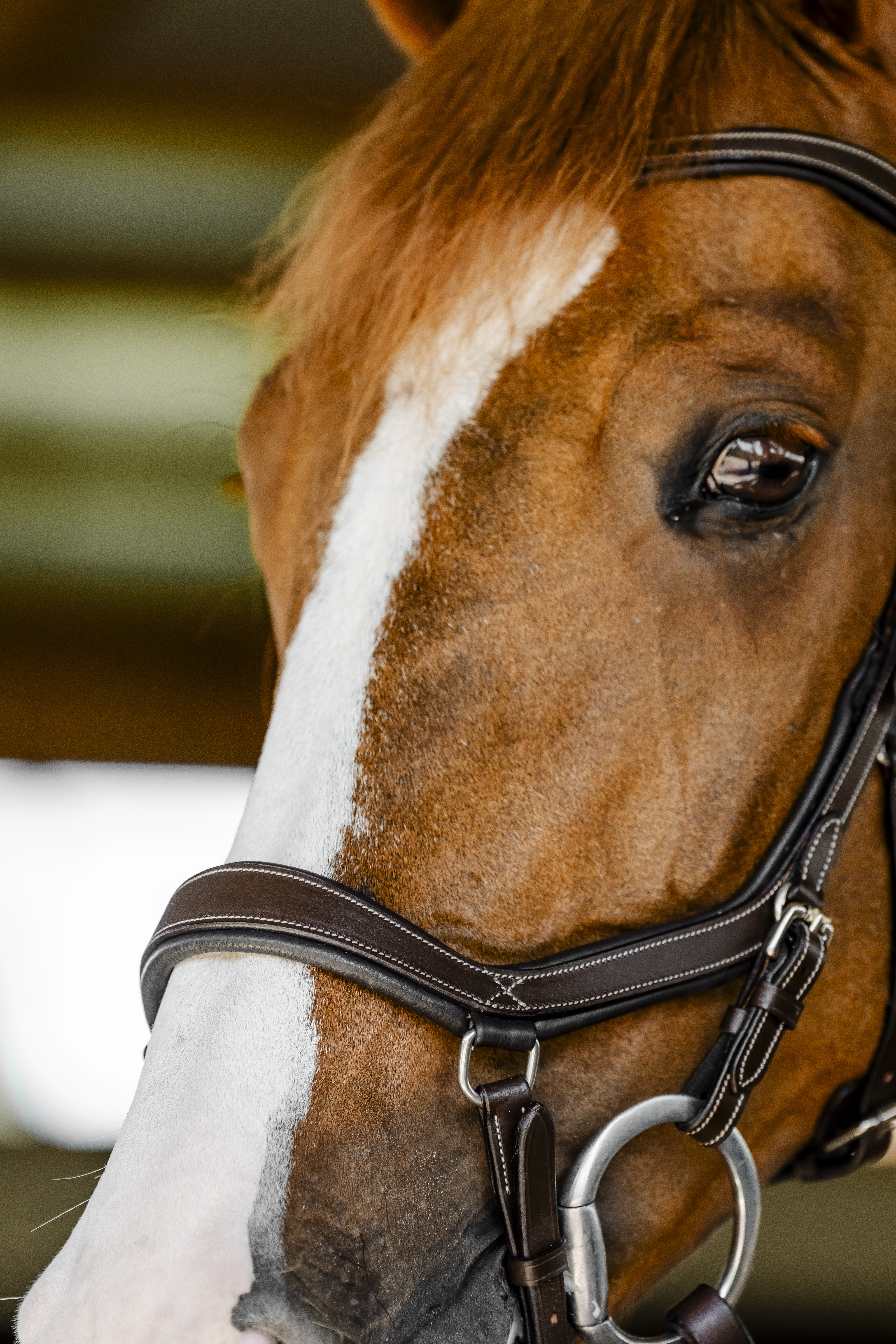 HORSEWARE® Micklem® Competition Bridle, dark havana Nahaufnahme der Horseware Micklem Competition Trense in Dark Havana am Kopf eines Fuchses mit weißer Blesse.