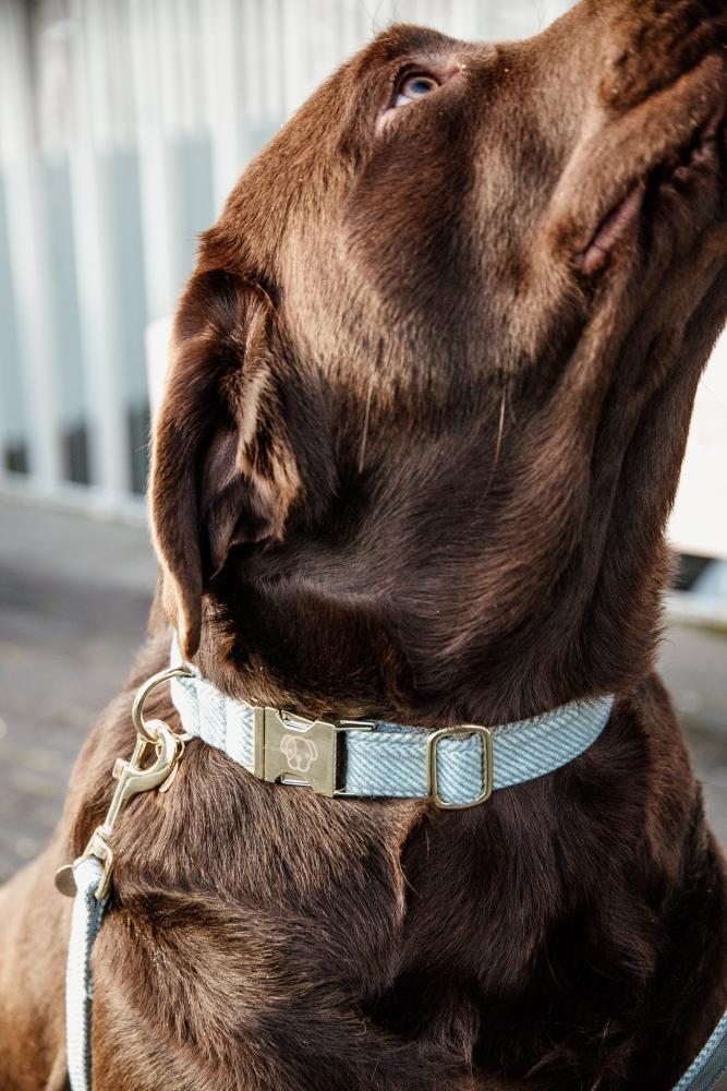 KENTUCKY® DOGWEAR Hundehalsband aus Wolle, hellblau