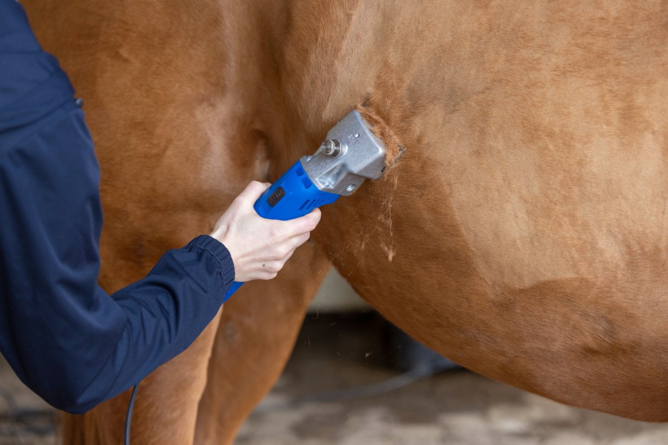 Die blaue AESCULAP Econom II Schermaschine in der Anwendung beim Scheren des braunen Fells eines Pferdes