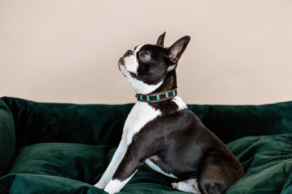 KENTUCKY® DOGWEAR Hundehalsband Pearls, schwarz
