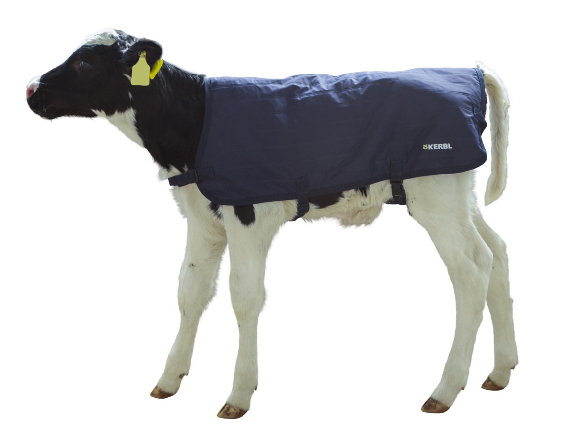 Ein junges, schwarz-weißes Kalb in Seitenansicht trägt die dunkelblaue KERBL Kälberdecke EasyWear.