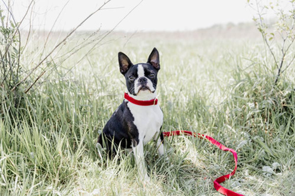 KENTUCKY® DOGWEAR Hundeleine Kord, rot