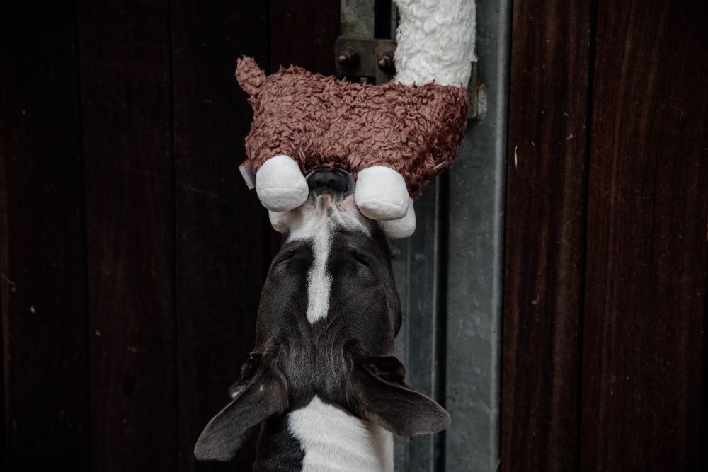 KENTUCKY® HORSEWEAR Relax Horse Toy Alpaka