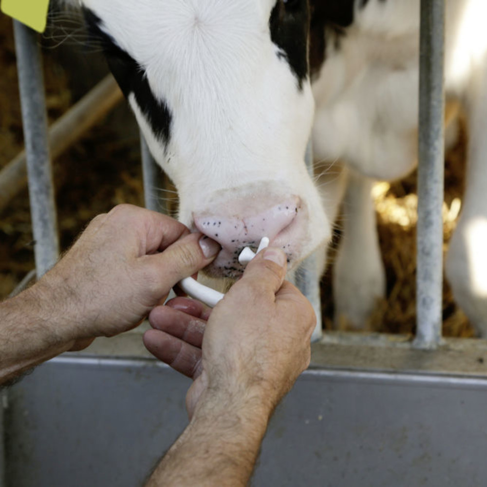Viehsaugentwöhner SuckStop Müller Der weiße Viehsaugentwöhner SuckStop Mueller wird von Händen an der Nase eines schwarz-weißen Kalbes angebracht.