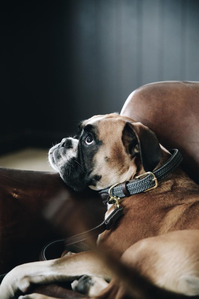 KENTUCKY® DOGWEAR Hundehalsband geflochtenes Nylon, grau