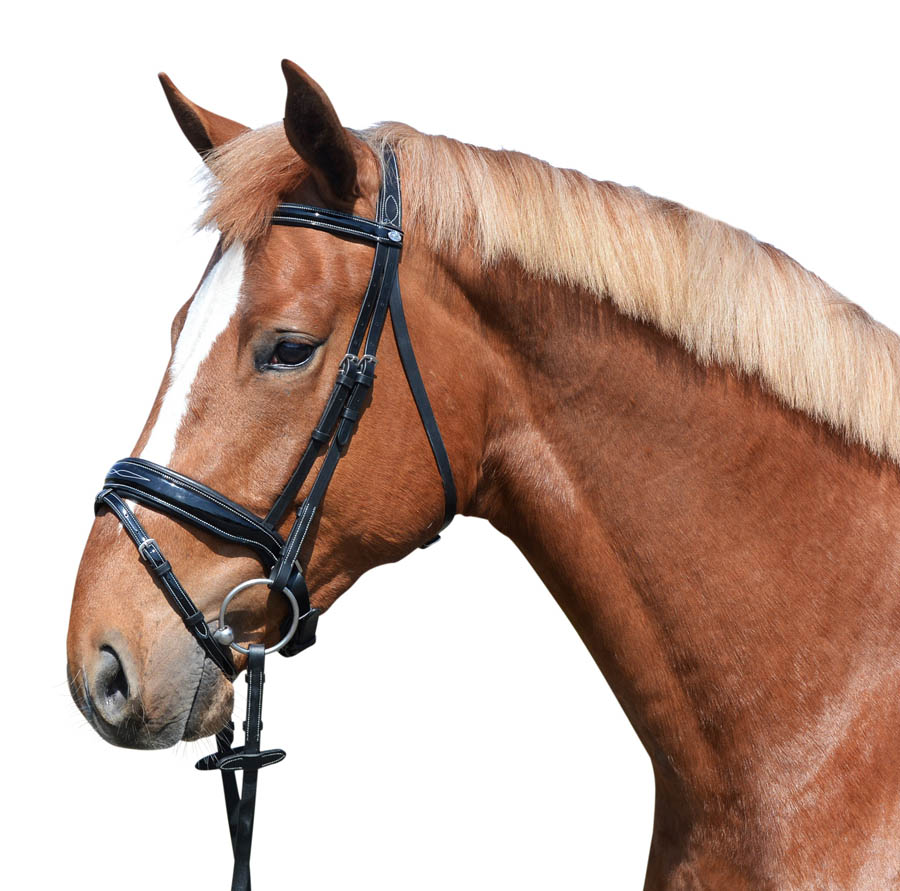 Lacktrense gepolstert incl. Stick - schwedisches Reithalfter