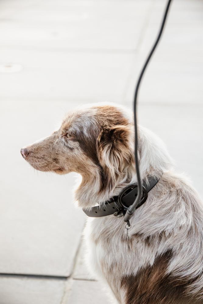 KENTUCKY® DOGWEAR Hundehalsband aus Weichgummi, schwarz
