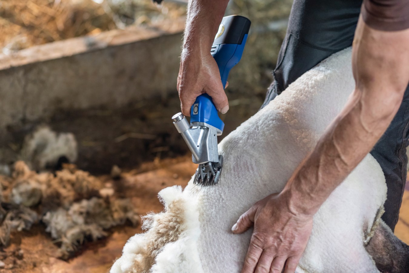 Die blaue AESCULAP Econom CL Akkuschermaschine für Schafe im Einsatz bei der Schur von dichter weißer Wolle.