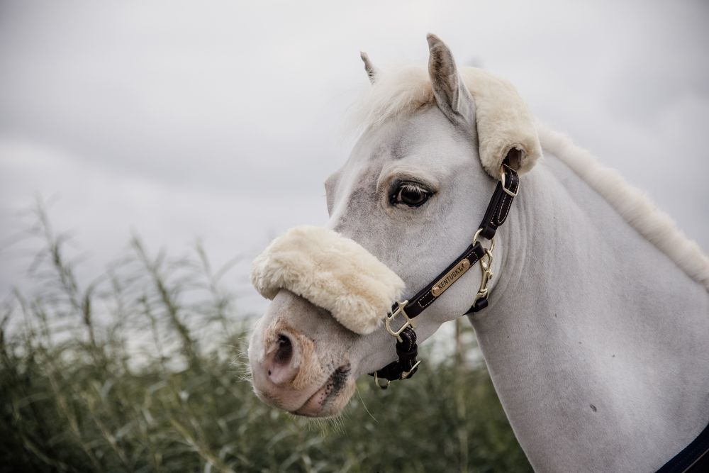 KENTUCKY® HORSEWEAR Pony-Lederhalfter mit Schaffell
