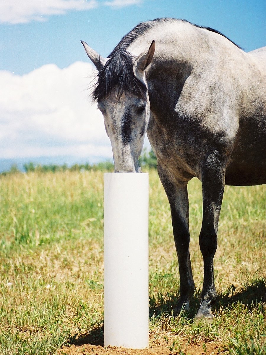 GROWI® Standtränke Drinking Post