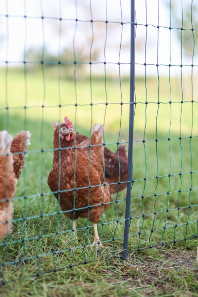 AKO PoultryNet Premium, Höhe: 106 cm, elektrifizierbar