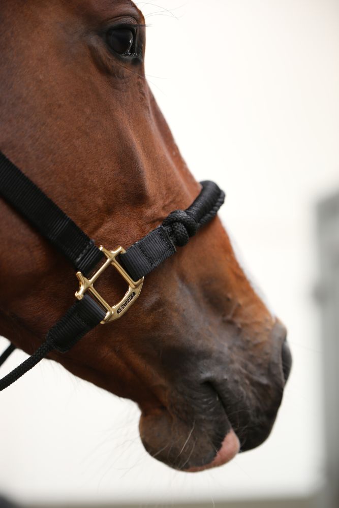 KENTUCKY® HORSEWEAR Kontrollhalfter