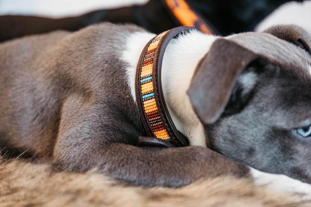 KENTUCKY® DOGWEAR Hundehalsband Pearls, orange