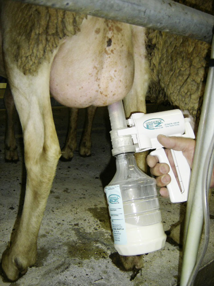 KERBL Schafmelkpumpe (Komplett-Set)