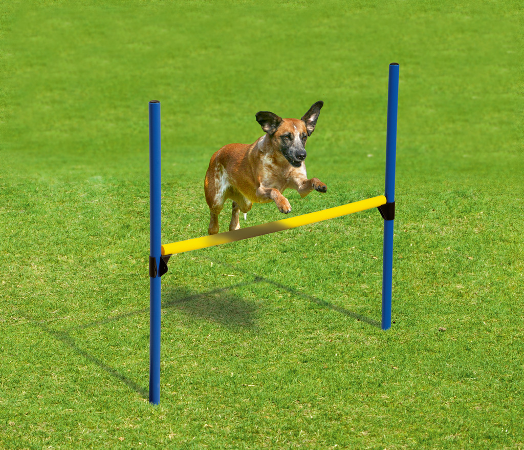 Fun Agility Starter Set