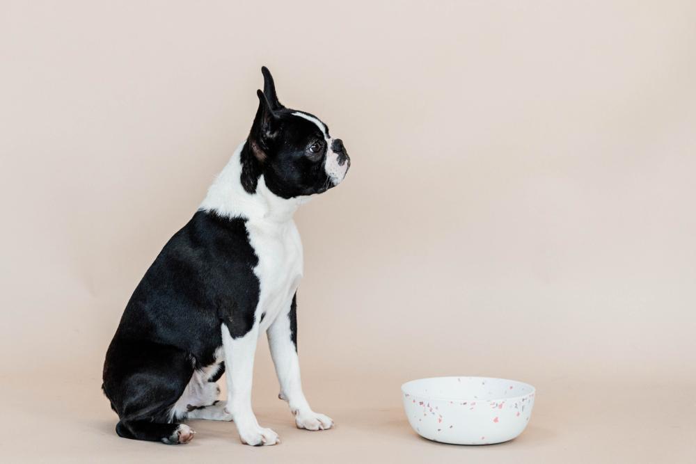 KENTUCKY® DOGWEAR Hundenapf Terrazzo aus Bambus, weiß