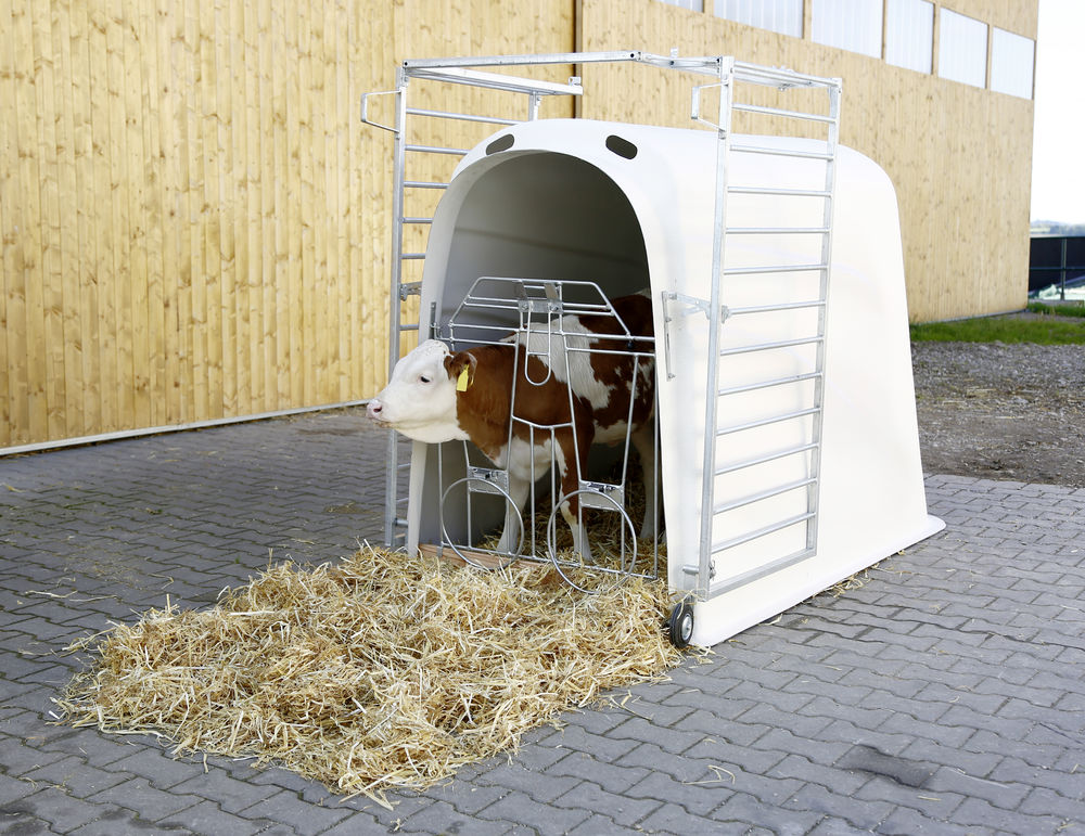 Kälberiglu Premium Plus