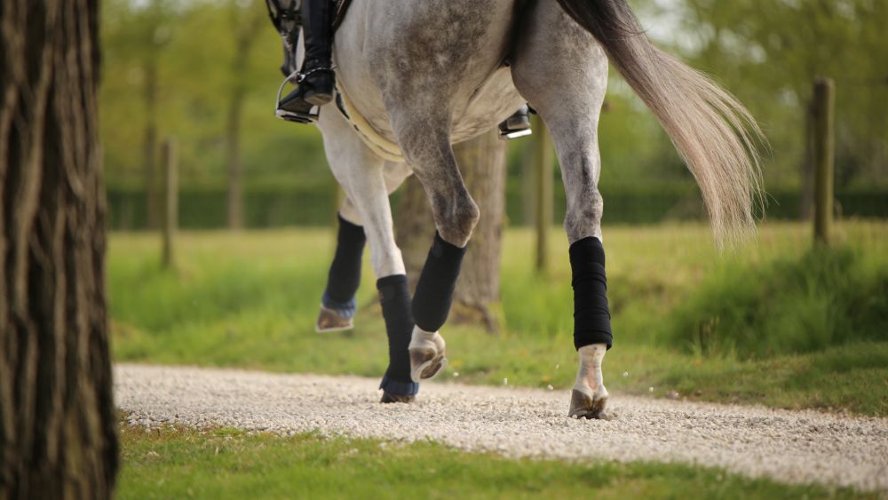 KENTUCKY® HORSEWEAR Bandagierunterlagen Absorb 4er-Set, 45 x 40 cm, schwarz 