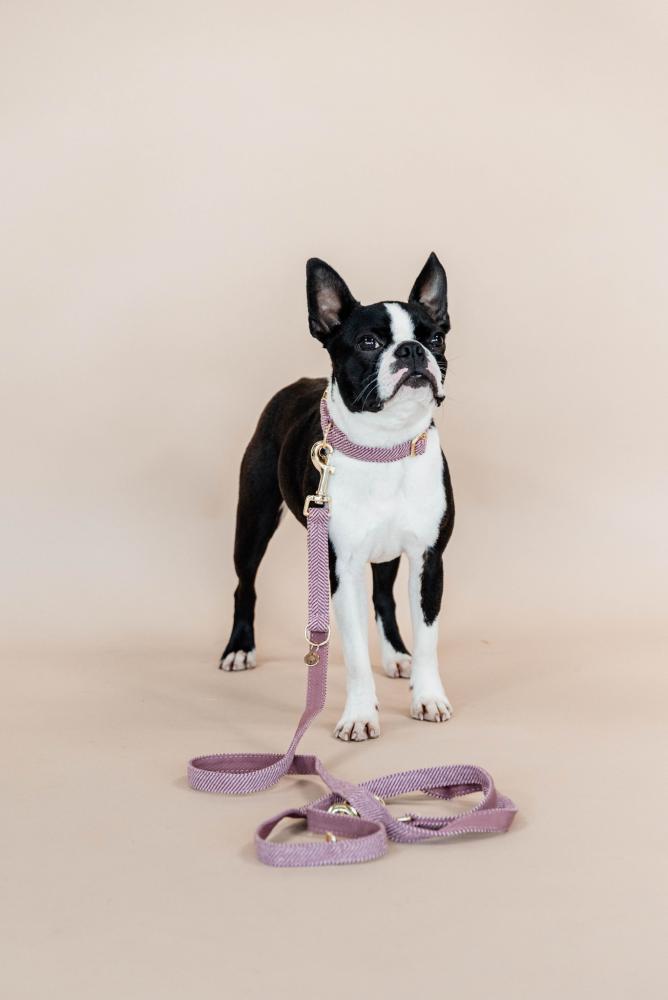 KENTUCKY® DOGWEAR Hundehalsband aus Wolle, altrosa