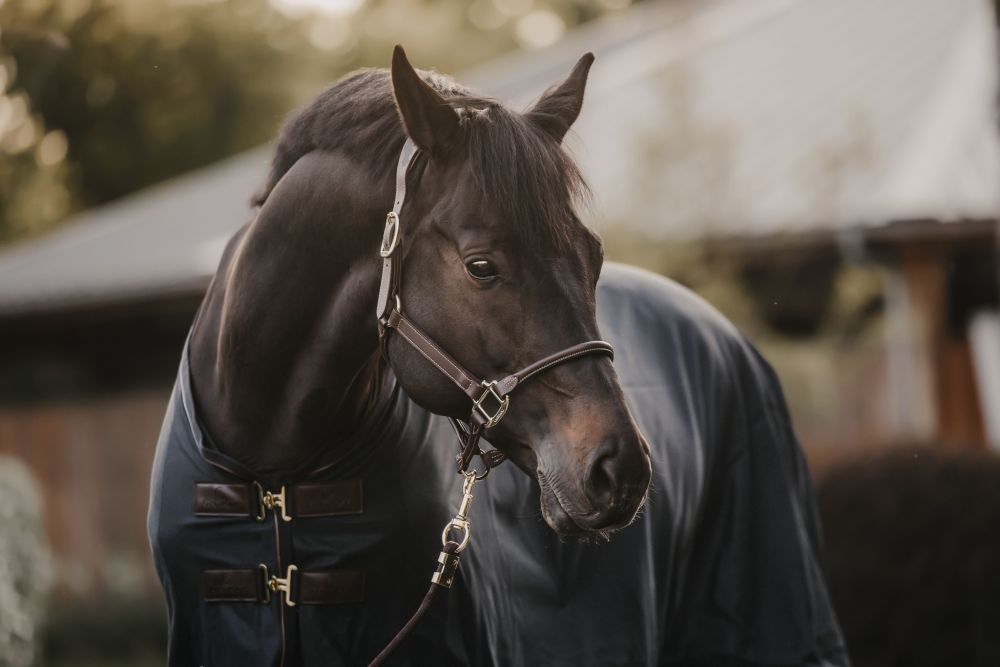 KENTUCKY® HORSEWEAR Anatomic Lederhalfter, braun
