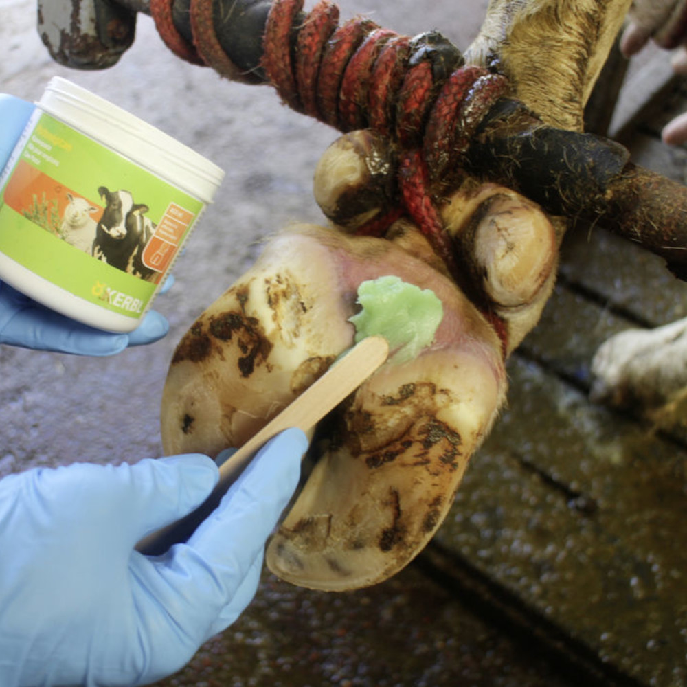 KERBL Podoseptan® Klauenpaste